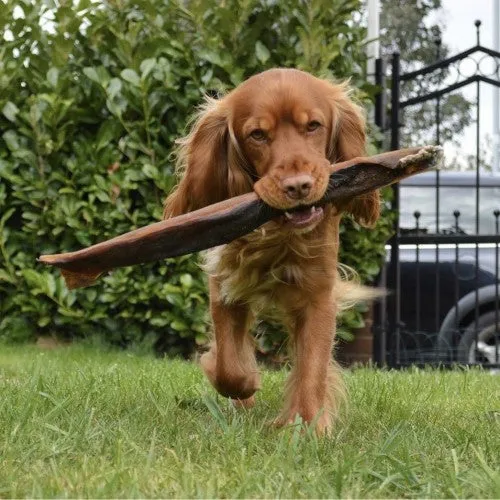 ANCO Giant Camel Stick Chew Dog Treat