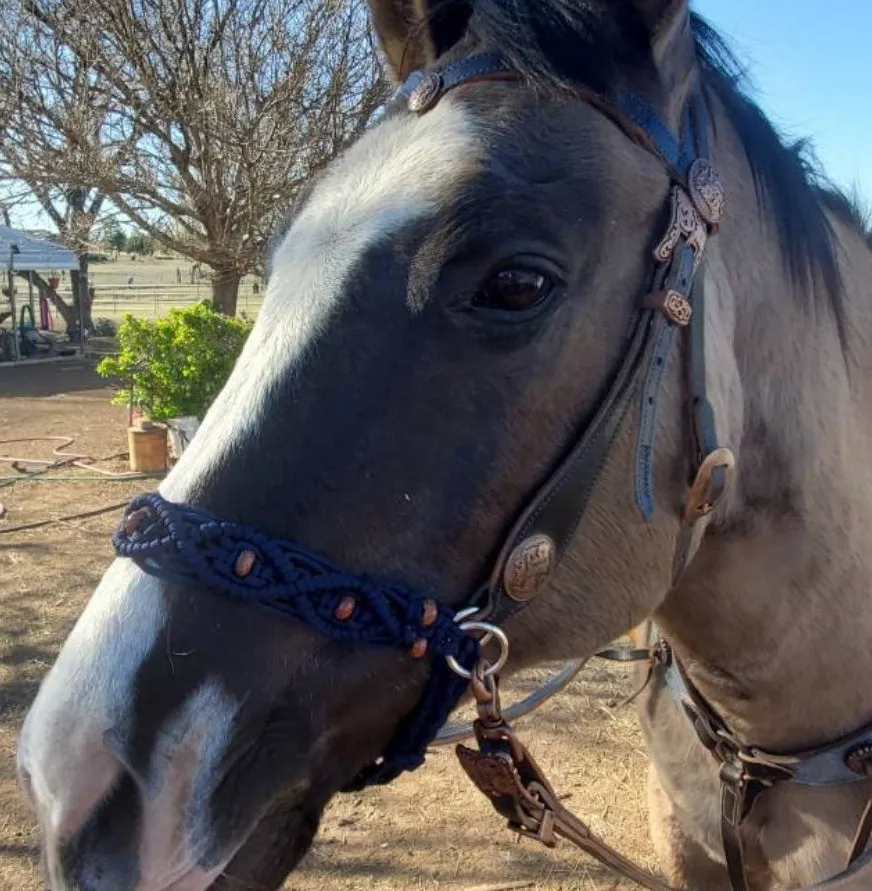 Beaded Macrame side pull hackamore attachment, all sizes.