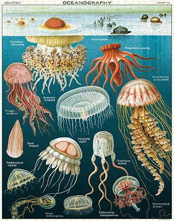 Cavallini & Co. Jellyfish 1000 Piece Puzzle