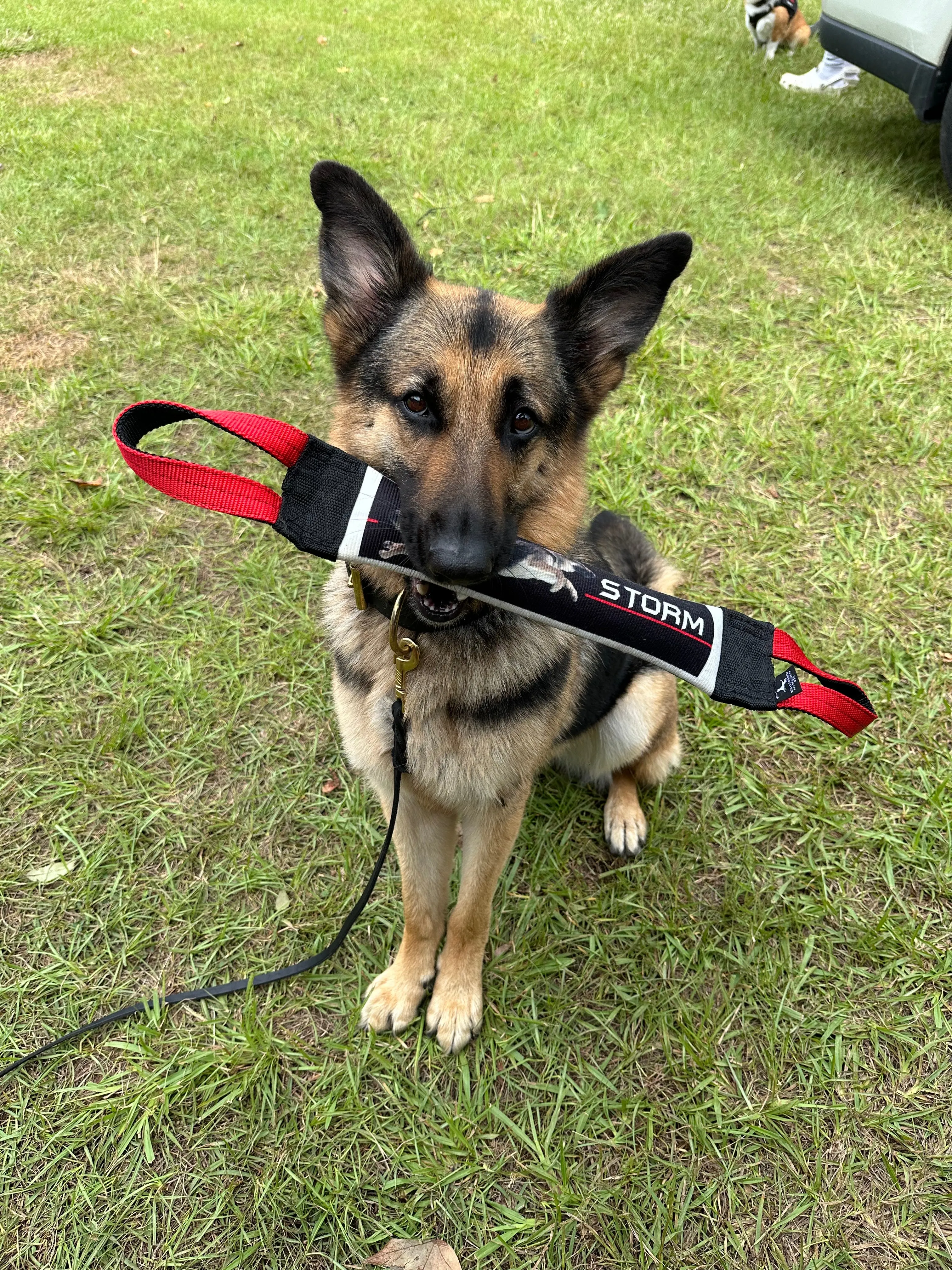 Dock Diving Bumper Tug - Competition Series Weighted - Your dog's photo on the bumper