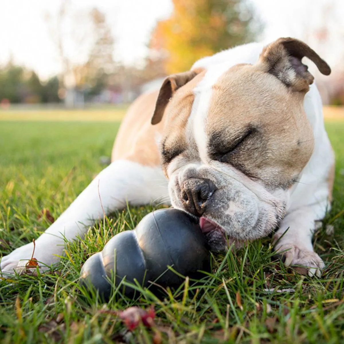 Kong® Extreme Treat Dispenser