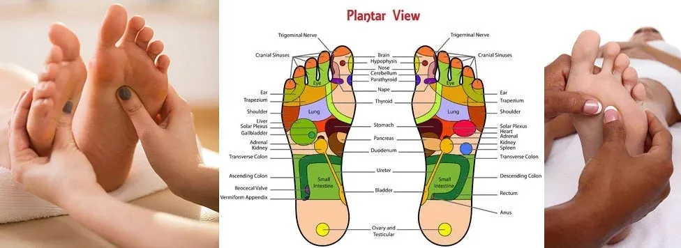 LIVE IN-PERSON 6 CE Hour Foot Reflexology Basics