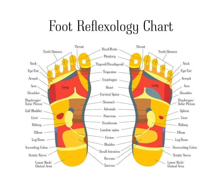 LIVE IN-PERSON 6 CE Hour Foot Reflexology Basics