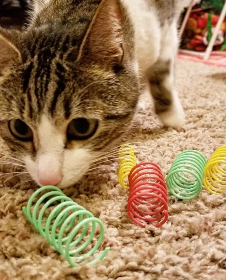 Spot Colorful Springs Wide 10-Pack, Cat Toy