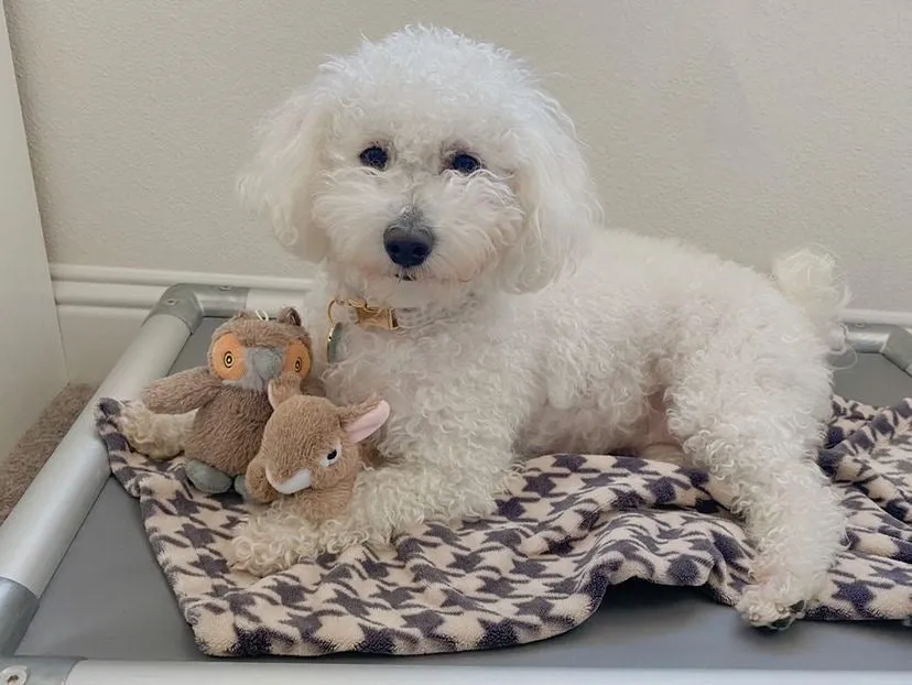 Squeaky Plush Dog Toy: Baby Owl