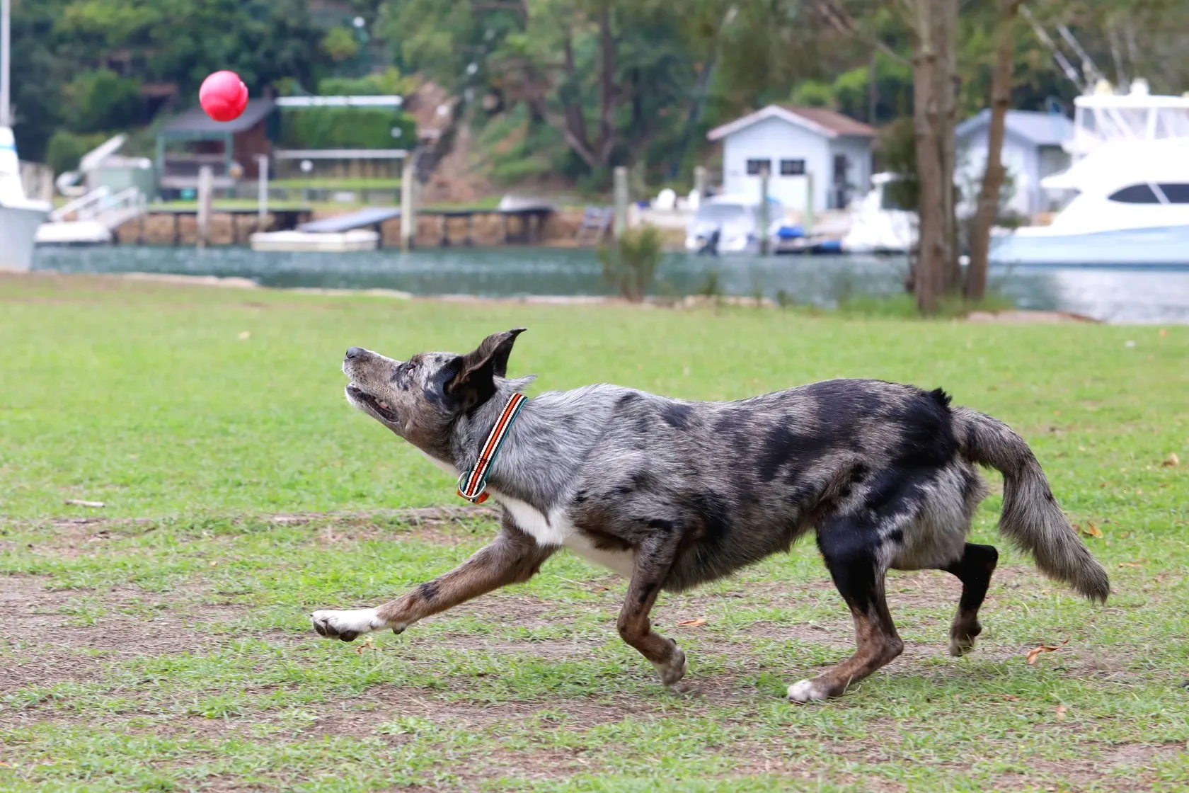 The Fetchables - Fetch A Ball