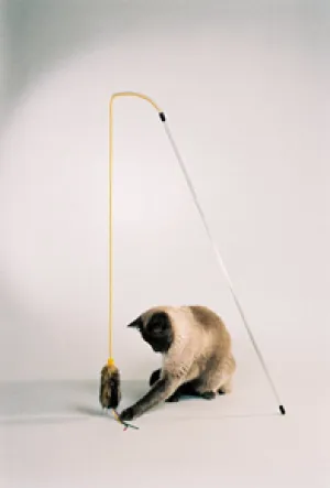 The Purrfect Cat Toy