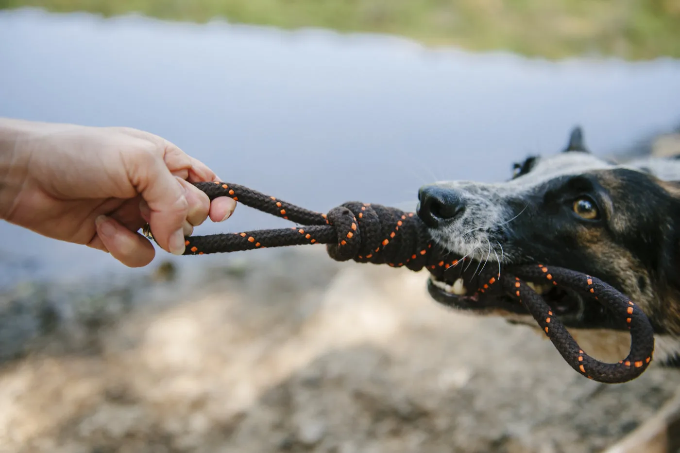 Tug Rope Toy